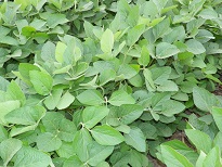 soybean_plants.jpg