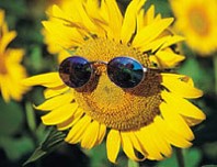 Sunflower_with_sunglasses.jpg