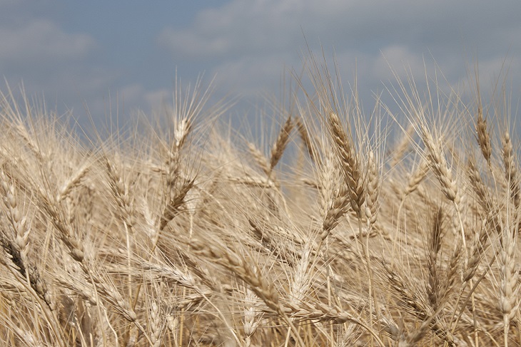 Wheat_blog.jpg